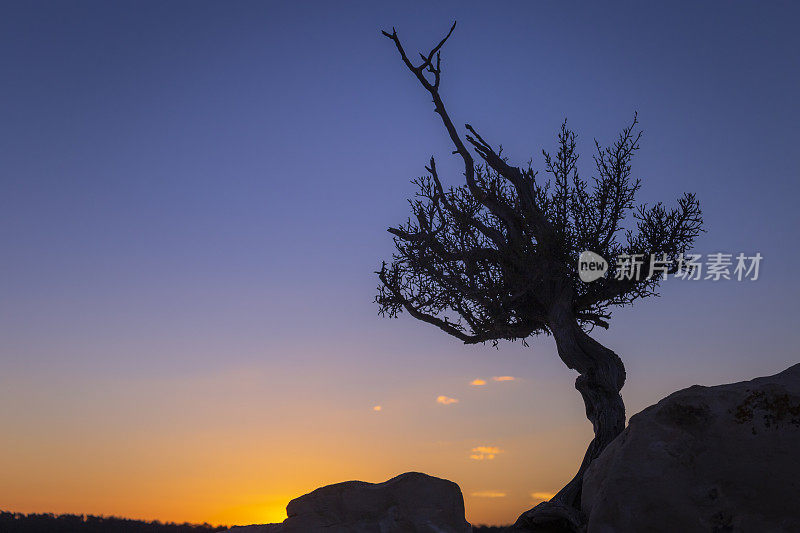 大峡谷北缘，孤独的落叶杜松树在黎明/日出-亚利桑那州，美国